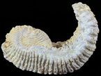 Cretaceous Fossil Oyster (Rastellum) - Madagascar #49880-1